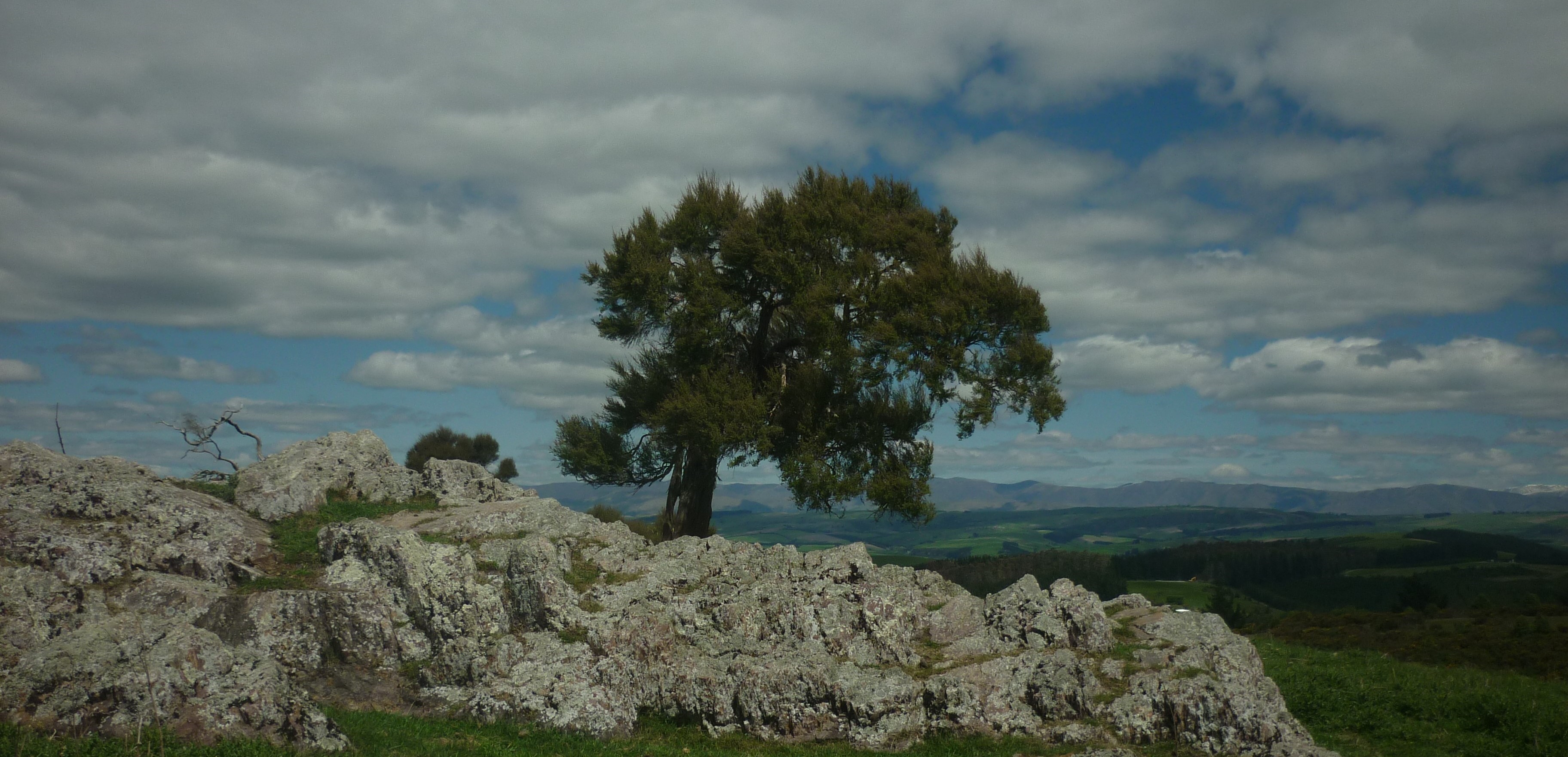 tree on hill